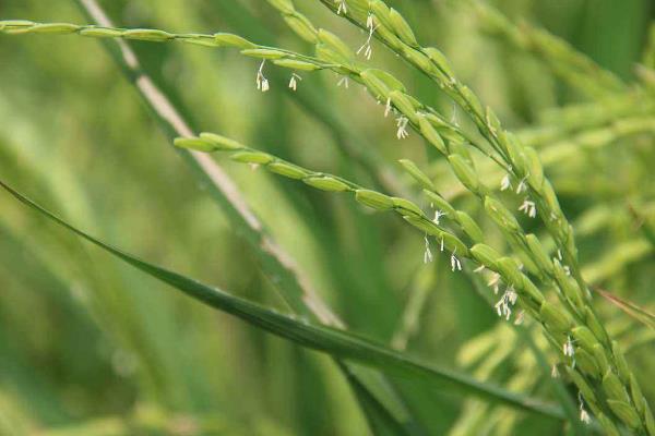 川种优018水稻品种简介，全生育期129.6天