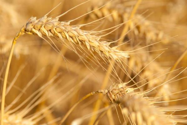 东鲁7号小麦品种简介，每亩基本苗15-18万