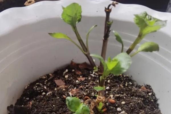 大丽花种球的种植方法，定植前用高锰酸钾溶液浸泡