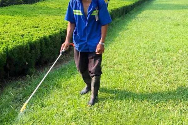 草坪除杂草专用除草剂，禾草净、草坪阔叶净等效果好