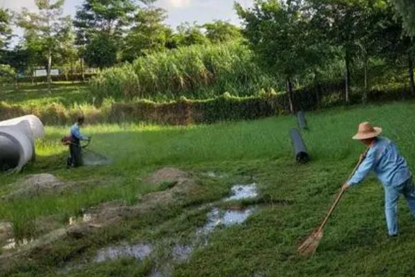 草坪除杂草专用除草剂，禾草净、草坪阔叶净等效果好