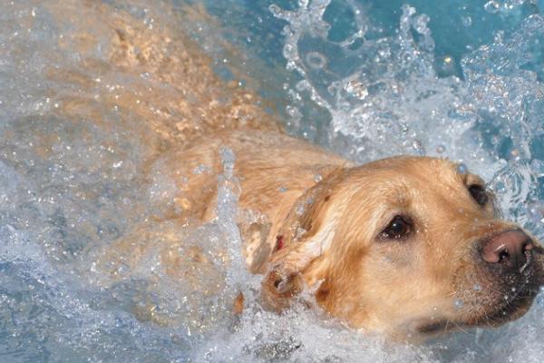 狗狗游泳的注意事项，首先要克服下水的恐惧