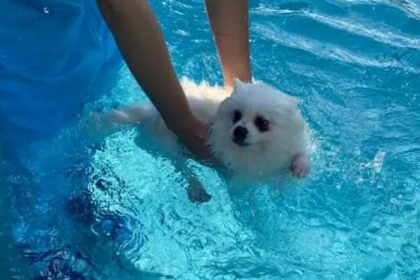 狗狗游泳的注意事项，首先要克服下水的恐惧