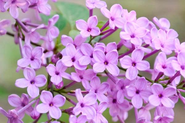 丁香花什么时候修剪，在春季萌动前进行