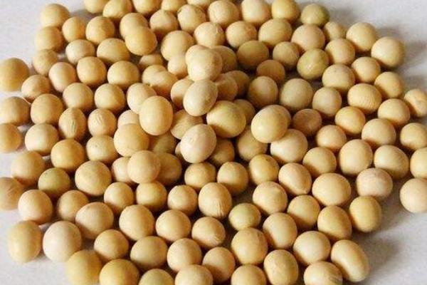 苏豆19大豆种子特征特性，每亩留苗1.2万~1.4万株