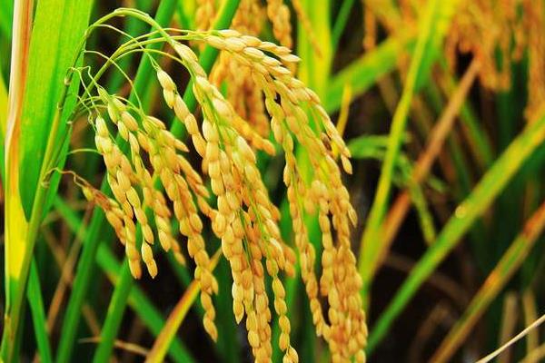 南粳7718水稻种子特征特性，为保持该品种的优良食味品质