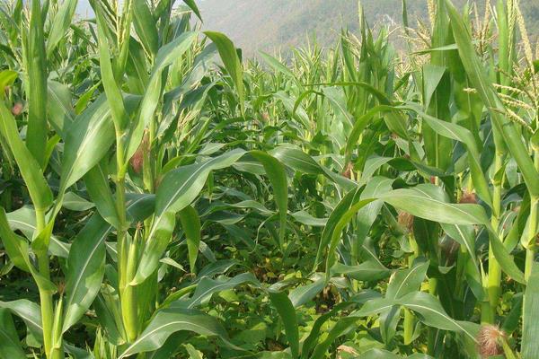 强玉606玉米种子特点，大喇叭口期防治玉米螟