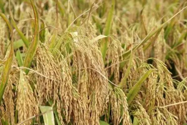 南粳7718水稻种子特征特性，为保持该品种的优良食味品质