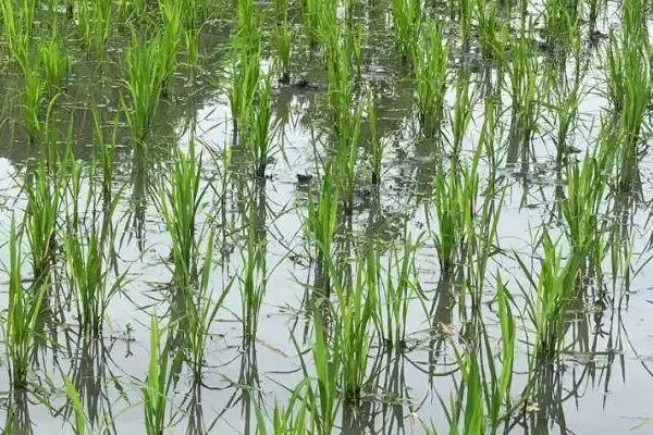 盐两优1号水稻种子特点，每亩插足1.8万穴左右