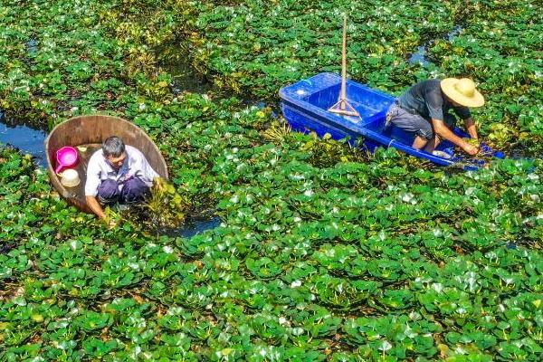 菱角的种植方法，育苗前应将秧田水面中的浮萍、水绵等干净