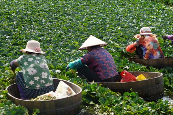 菱角的种植方法，育苗前应将秧田水面中的浮萍、水绵等干净