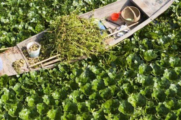 菱角的种植方法，育苗前应将秧田水面中的浮萍、水绵等干净