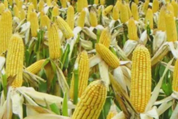 航星708玉米品种简介，玉米种子的出籽率高达92%