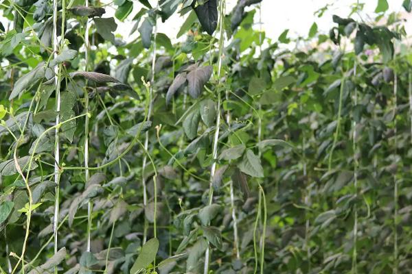 豆角的种植温度，发芽适宜温度为25-35℃