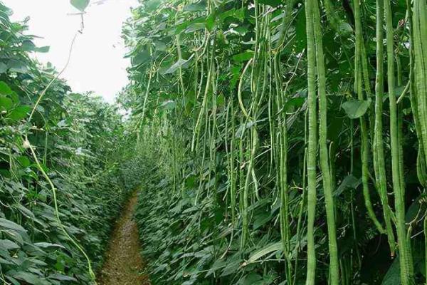 豆角的种植温度，发芽适宜温度为25-35℃