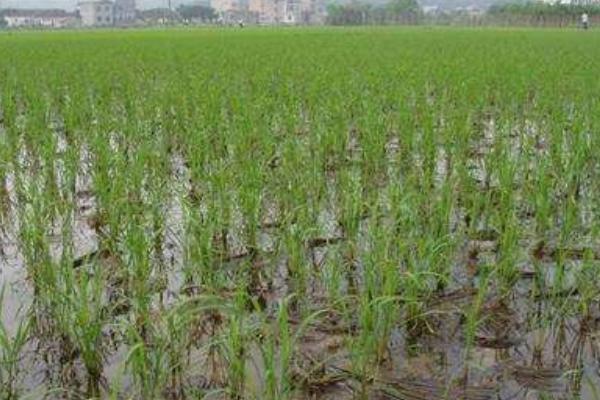 明太A水稻品种简介，在沙县6月9日播种