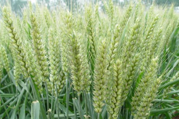 浚麦8202小麦种子简介，弱春性品种