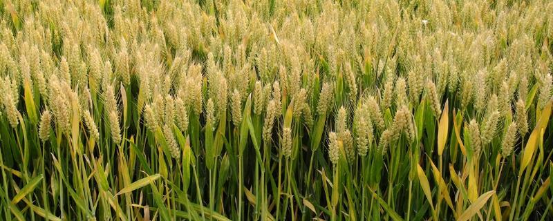 森科093小麦种简介，弱春性品种
