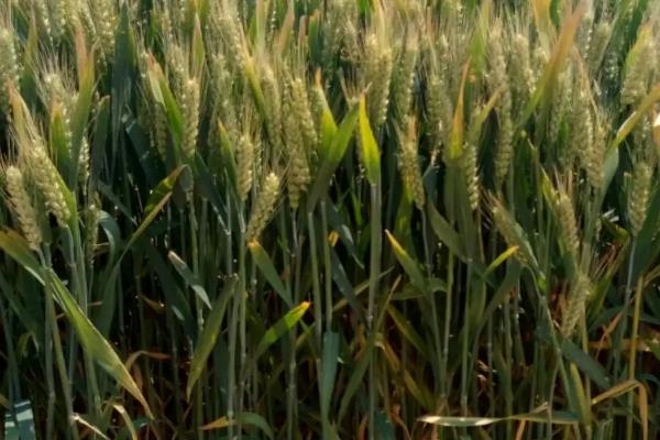 浚麦8202小麦种子简介，弱春性品种