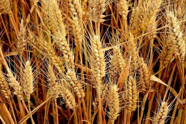 华麦1369小麦种子介绍，小穗着生密度中等
