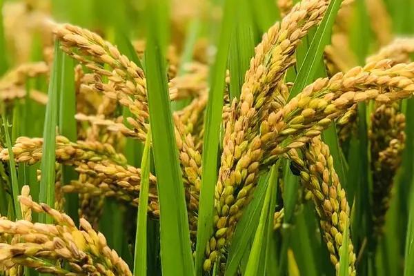 隆晶优5842水稻种子介绍,籼型三系杂交晚稻迟熟品种