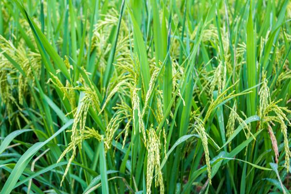 玮两优1206水稻品种的特性，秧田亩播种量10千克