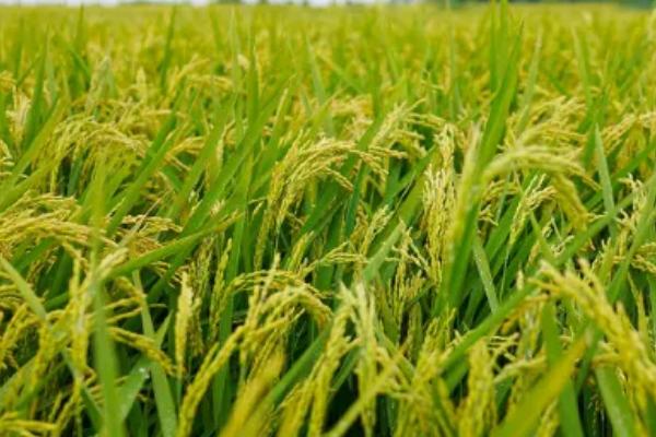 钰两优113水稻品种简介，籼型两系杂交早稻中熟品种