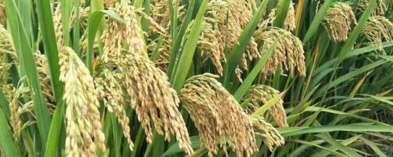 合美丝苗水稻种子简介，注意防治稻瘟病
