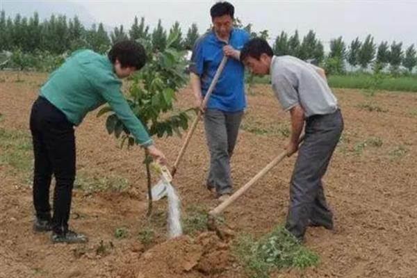 大核桃树可以移栽活吗，在秋季10-11月份适合移栽