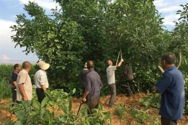 大核桃树可以移栽活吗，在秋季10-11月份适合移栽