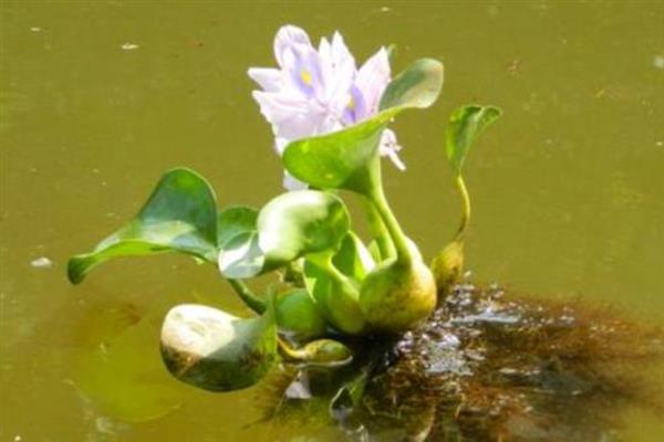 净化水质的水生植物有哪些，常见的有荷花、芦苇等