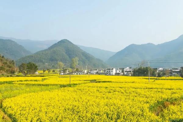 青海油菜花什么时候开，一般在7月开放