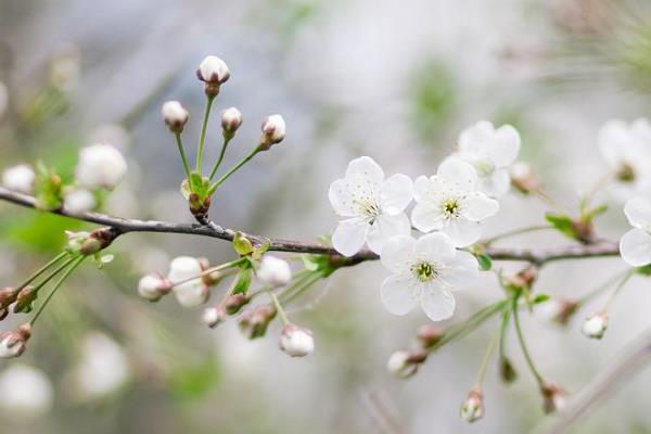 樱花树枝能插活吗，樱花树枝在正确处理过后是可以插活的