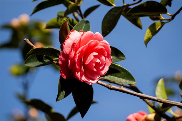 山茶花有香味吗，山茶花有香味