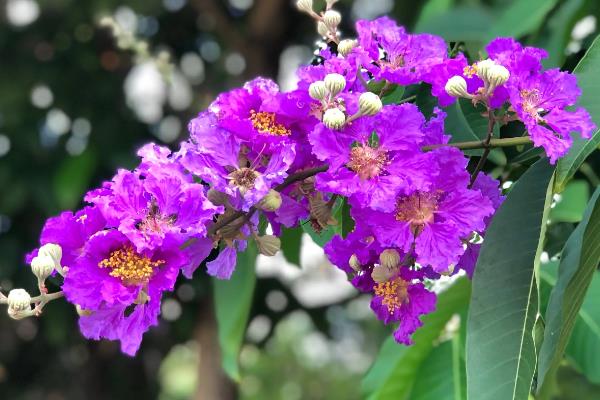 秋天有哪些植物，常见的有菊花、桂花、紫薇等