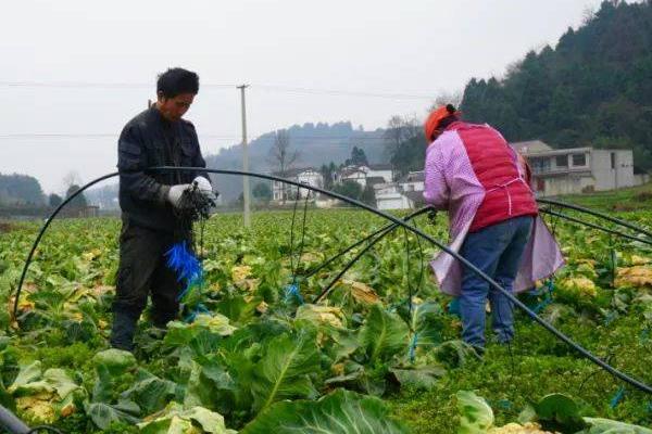 花菜需要哪些肥料，需要尿素、钙肥、钾肥等有机肥