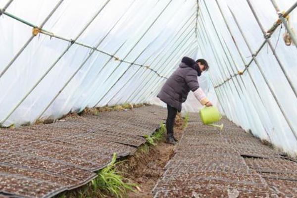 花菜需要哪些肥料，需要尿素、钙肥、钾肥等有机肥