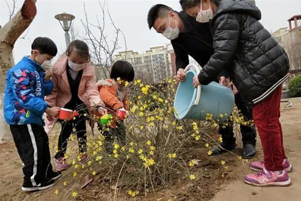 迎春花是什么颜色的，颜色通常为黄色