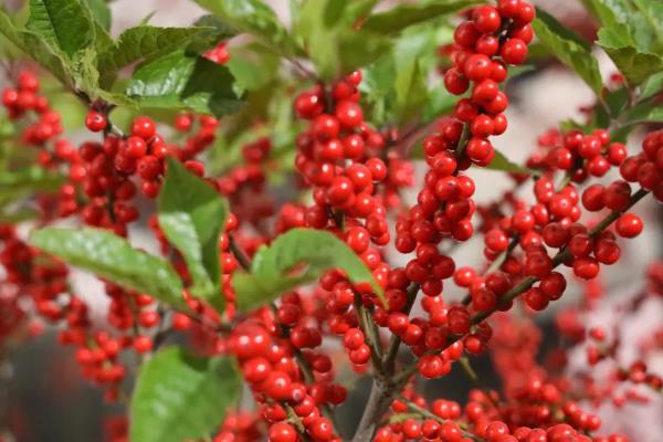 哪些植物能战胜风雪，常见的有松树、竹子等