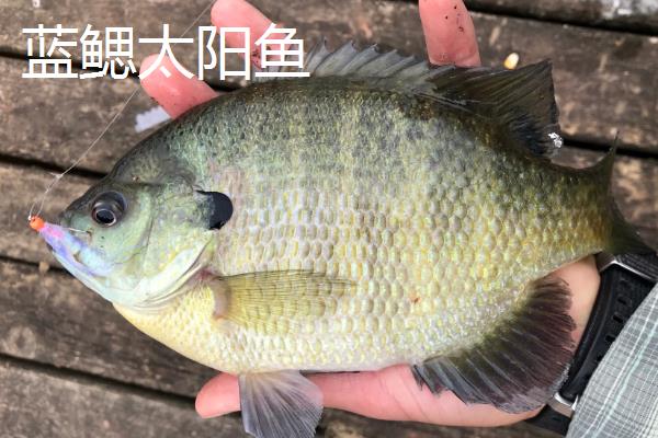 太阳鱼怎么钓，体型不大可以调4钓2、调5钓3