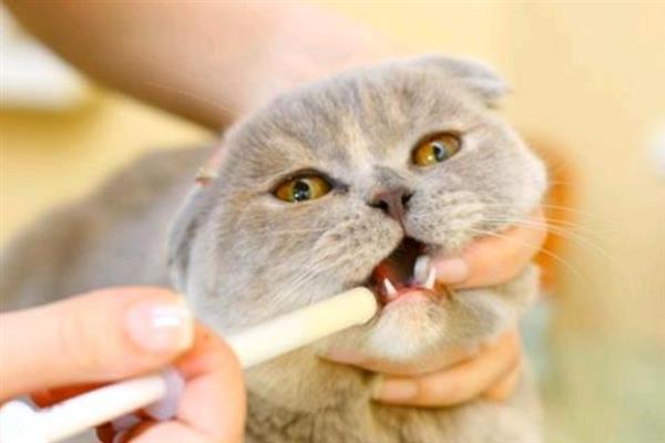 猫咪感冒的症状，有鼻塞、打喷嚏、流鼻涕等症状