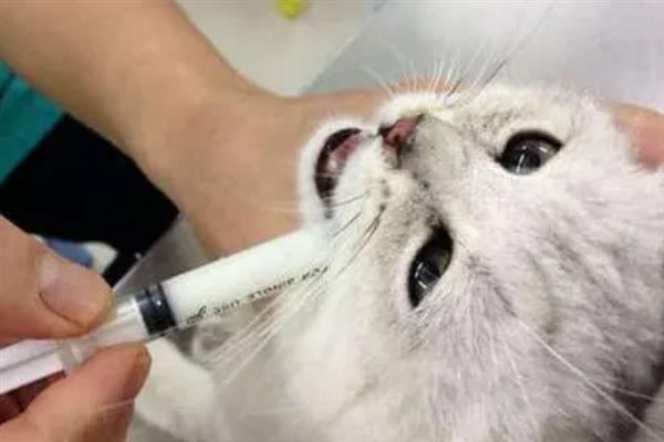 猫咪感冒的症状，有鼻塞、打喷嚏、流鼻涕等症状