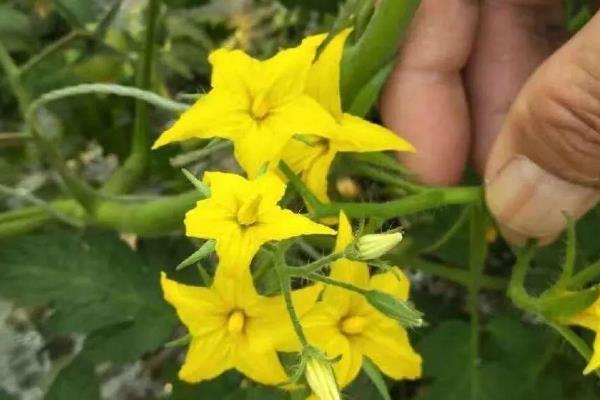 西红柿的授粉方法，蘸取雄蕊的花粉再涂抹至雌花的花柱上