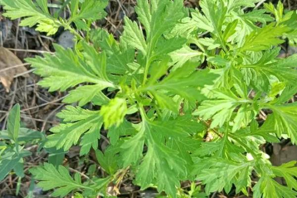 驱蚊植物有哪些，常见的有香蜂草、香茅等