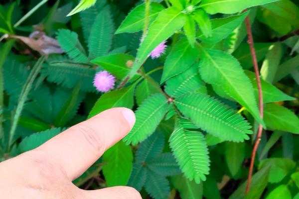 驱蚊植物有哪些，常见的有香蜂草、香茅等