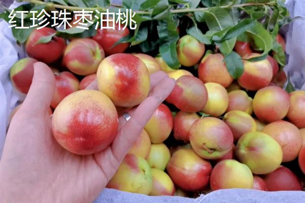 油桃的品种，常见的有中油19号、中油20号等