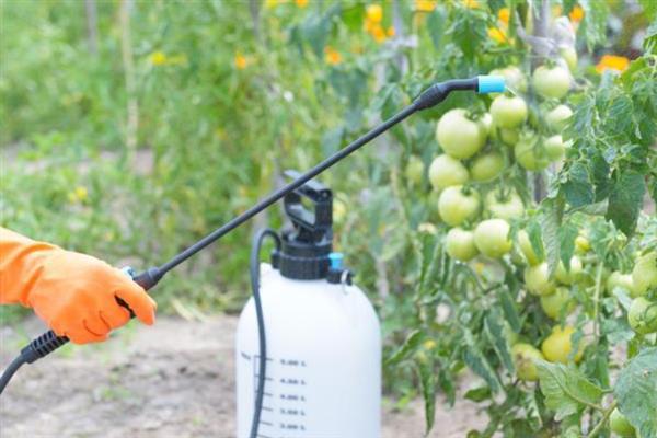 8月至10月份适合种什么菜，可以种萝卜、空心菜、菠菜等