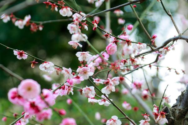 梅花什么时候开花，花期在每年的2-3月份