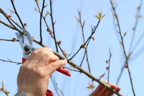 梅花什么时候开花，花期在每年的2-3月份