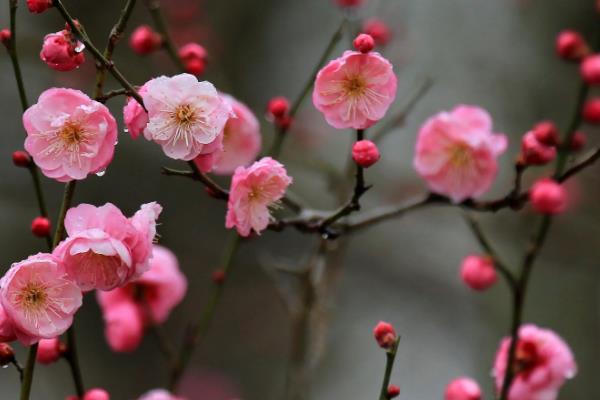 梅花什么时候开花，花期在每年的2-3月份